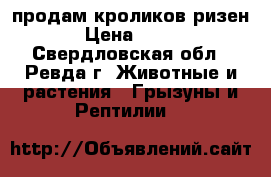 продам кроликов ризен › Цена ­ 500 - Свердловская обл., Ревда г. Животные и растения » Грызуны и Рептилии   